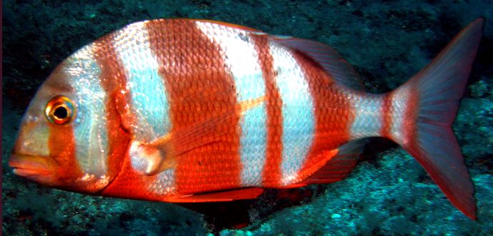 Pagrus auriga_09.jpg